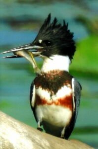 Mac Lochala - Third Place with Belted Kingfisher